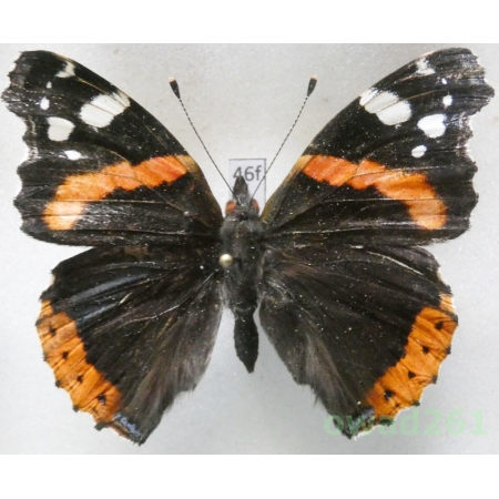 Vanessa atalanta (Linnaeus, 1758) Poland46f